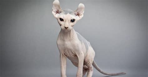 Top 10 Ugliest Cats - IMP WORLD