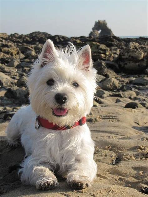 Popular Names For Westies - Gimera