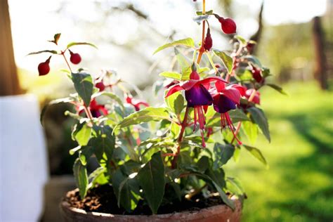 Pruning fuchsias: when & how - Plantura