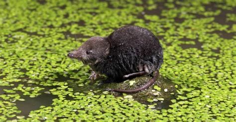 What Do Shrews Eat? 11 Foods for a Tiny Animal - A-Z Animals