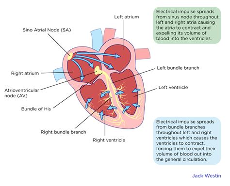 Four Chambered Heart Structure And Function - Circulatory System - MCAT ...