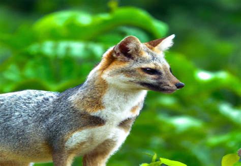 Discovering Blanford's Fox in Sri Lanka: Habitat, Behavior, and Conservation Efforts - FoxAuthority