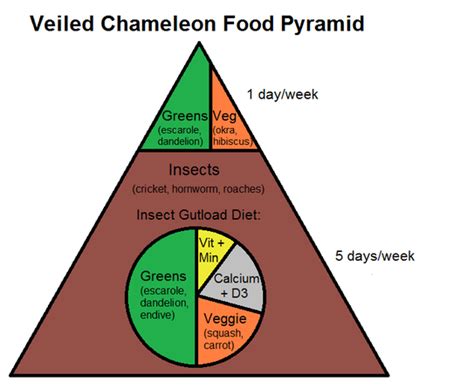 Can Chameleons Eat Tomatoes? - ReptileStartUp.com