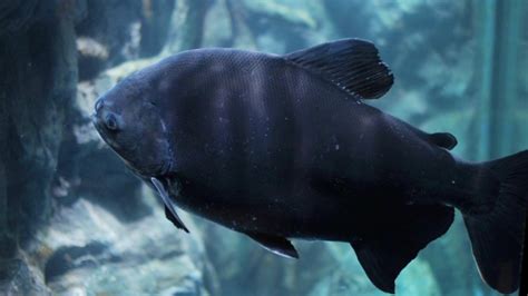 Black Fish In Aquarium, Stock Footage | VideoHive