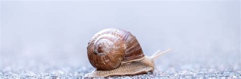 Expert Tips for Pet Snail Care & pet snail nutrition | SnailySnail Pet ...