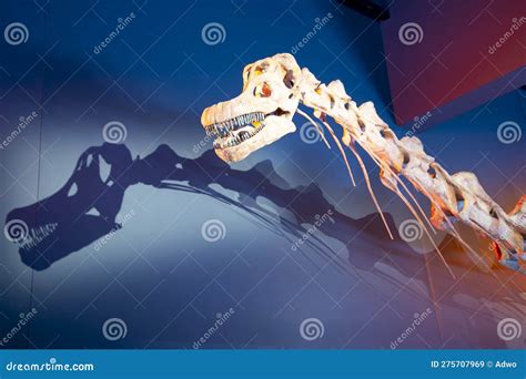 Patagotitan Dinosaur Skeleton Editorial Stock Image - Image of unesco ...