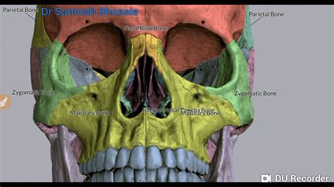 Bones of the Skull--Norma Frontalis ( Fore head, orbit, malar prominence, nasal aperture ...