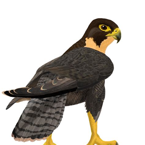 Falcon PNG Transparent Images - PNG All