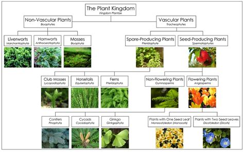 Ciri & Klasifikasi Kingdom Plantae - Materi Biologi Kelas 10