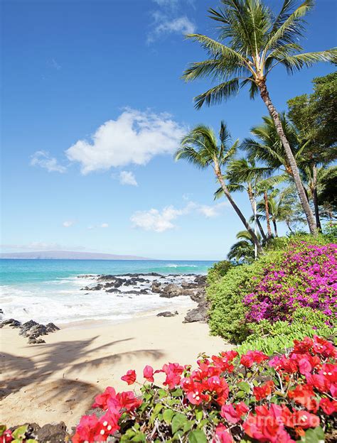 Paradise Hawaii Palm Tree Beach Photograph by Michael Swiet - Pixels