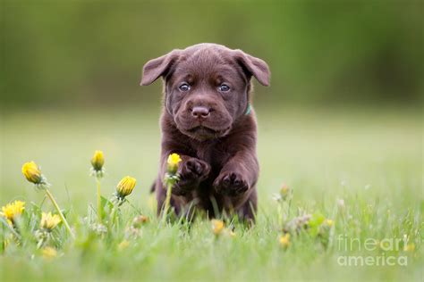 Young Puppy Of Brown Labrador Retriever Photograph by Bigandt.com