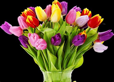 Latestframes: tulips_flowers_bouquet_bright_vase