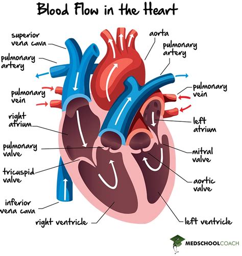 Heart Diagram And Its Functions With Blood Flowe How Does Bl