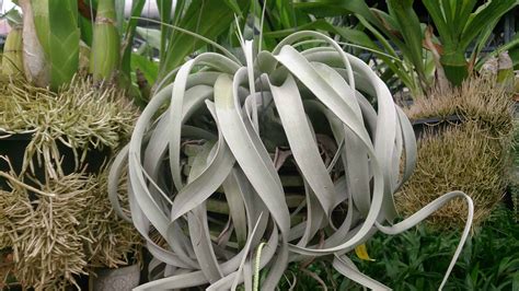 A Complete Guide to Tillandsia Xerographica Care