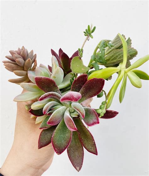 Succulent/ Plant Starter Pack. - Etsy