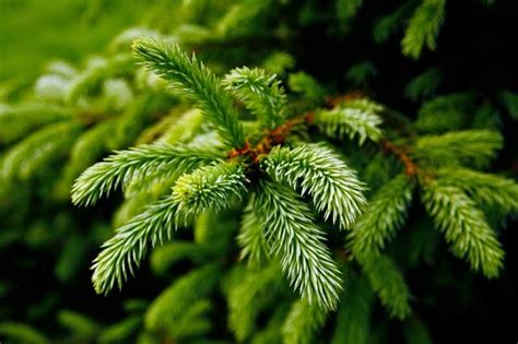 The Best Pine, Fir, and Spruce Identification Guide | Gardener’s Path