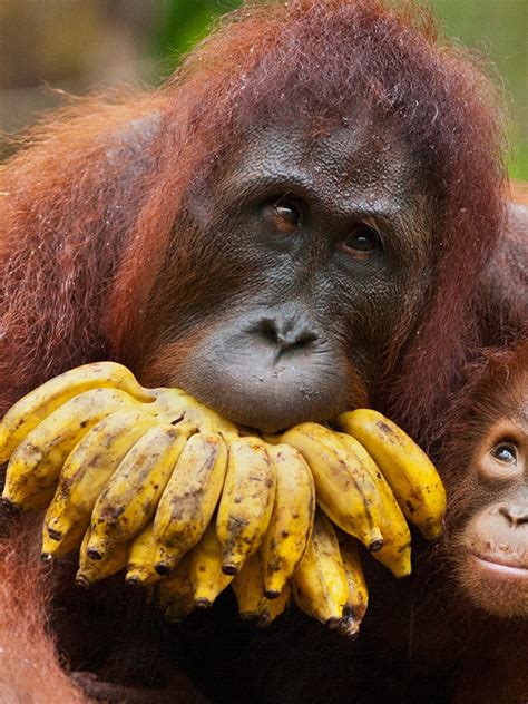 Orangutan Eating Banana