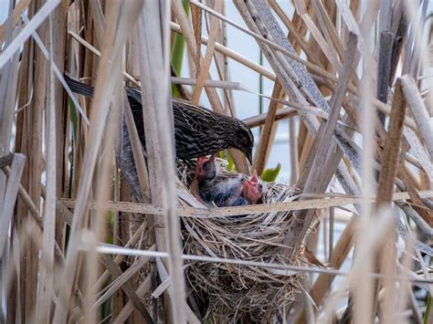 Red-winged Blackbird Nesting (All You Need To Know) | Birdfact