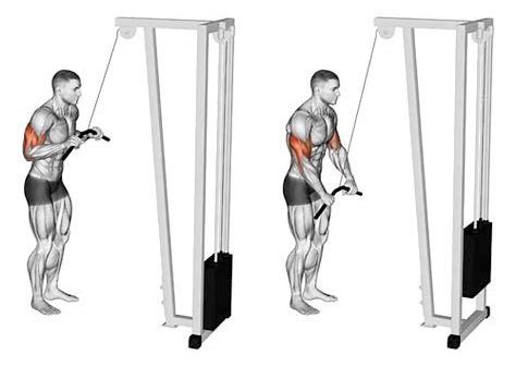 The Tricep Pushdown 101 | Form, Benefits, and Alternatives!