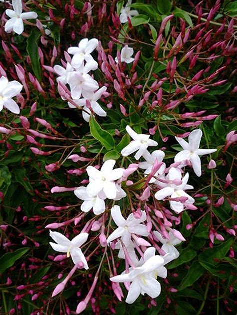 Pink Jasmine Jasminum polyanthum 1 Plants 2 Feet Tall | Etsy | Jasmine ...