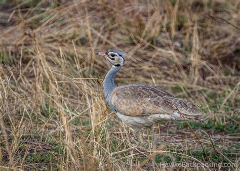 Serengeti Birds - HawkeBackpacking.com