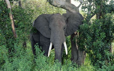 African Elephant Latest Hd Wallpapers/Images 2013 | Beautiful And Dangerous Animals/Birds Hd ...