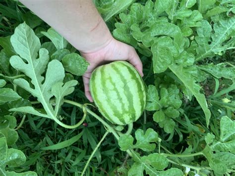 Growing first watermelon from seeds! We have 3 watermelon plants vining all over with quarter ...