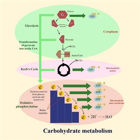 Reprogramming Of The Carbohydrate Metabolism In Tumor Cells Under