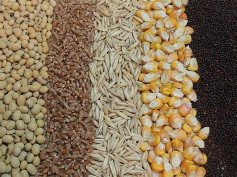 Import of Animal Feeds Down 13% | Financial Tribune