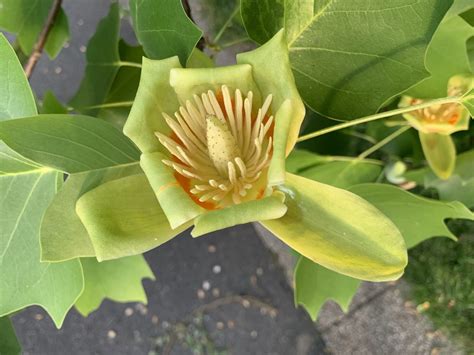 Tulip Poplar blooming at a rare close up view in West Fairmount Park ...