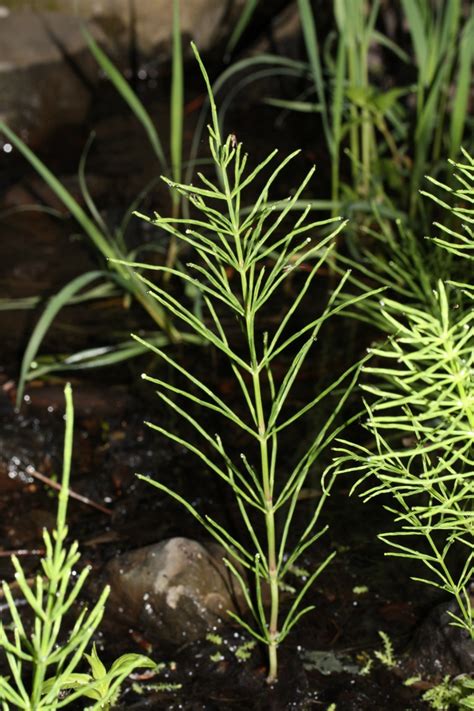 Common Horsetail - Equisetum arvense | North Carolina Extension Gardener Plant Toolbox