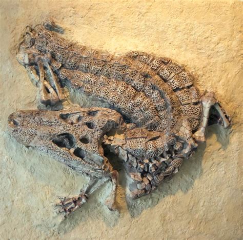 Crocodile Fossil in Museum of New York Editorial Photography - Image of natural, reptile: 63157267