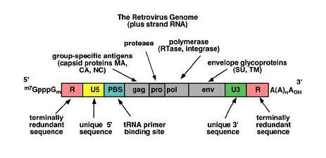 Retroviral Vector | Gene Therapy Review