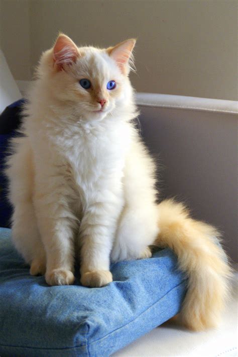 File:Flame point Ragdoll.jpg - Wikimedia Commons