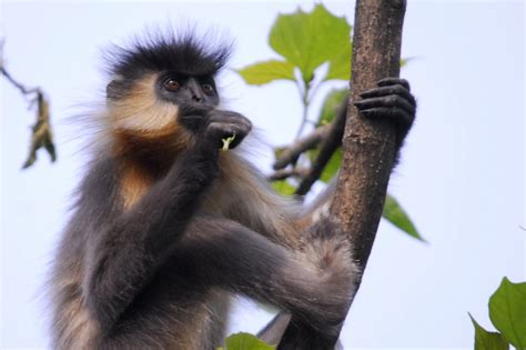 India – Capped Langurs