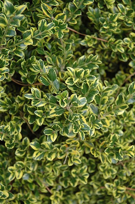 Sunburst Variegated Korean Boxwood (Buxus sinica 'Sunburst') in Greensboro High Point Winston ...