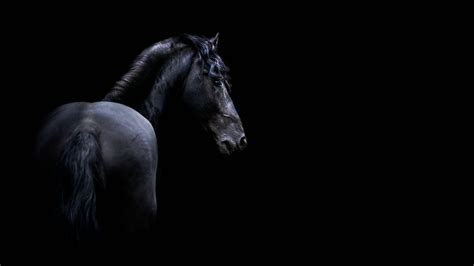 Black Horse Wallpaper