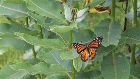 Milkweed brings monarch butterflies to Berkshire meadows