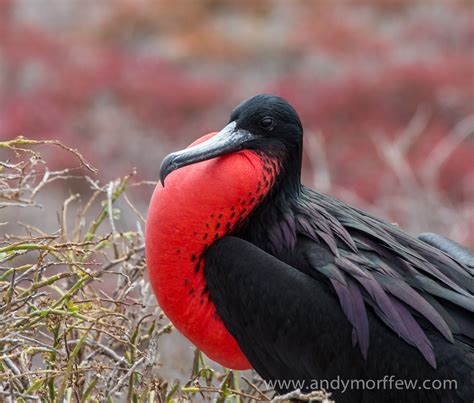 Magnificent Frigatebird | Audubon Field Guide