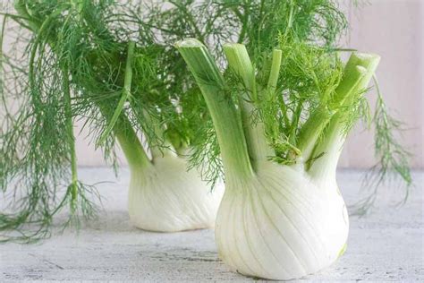 fennel bulb nutrition