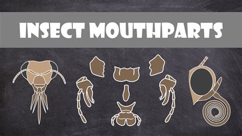 Insect Mouthparts | Entomology - YouTube