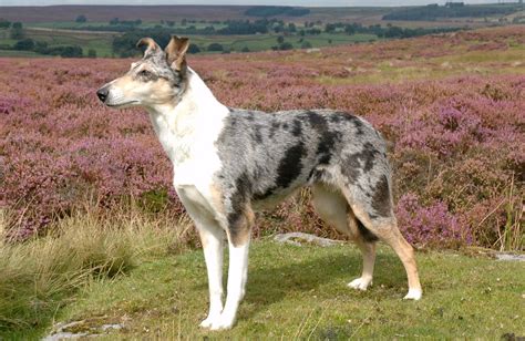 Smooth Collie: origini, prezzo, caratteristiche e allevamenti | il mio cane è Leggenda