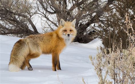 Winter Fox Encounters - A Yellowstone Life