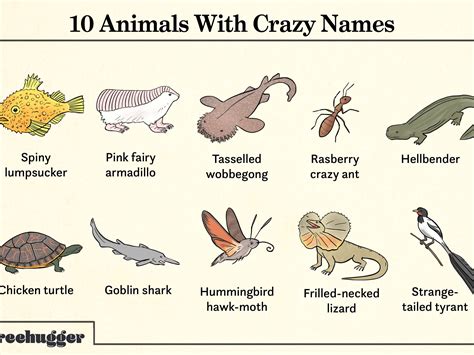 50 best ideas for coloring | Silly Animal Names