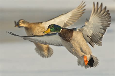 Tips & Tactics For Hunting Mallards - Game & Fish