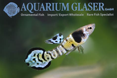 Guppy Endler "Bengal Tiger" - Aquarium Glaser GmbH