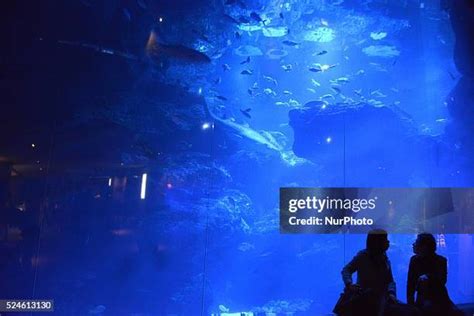 23 Tokyo Skytree Aquarium Stock Photos, High-Res Pictures, and Images ...