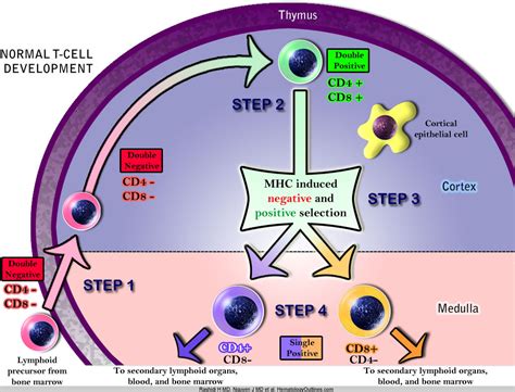 T Cell Chart - Ponasa