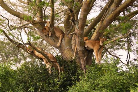 Lake Manyara National Park, Tanzania