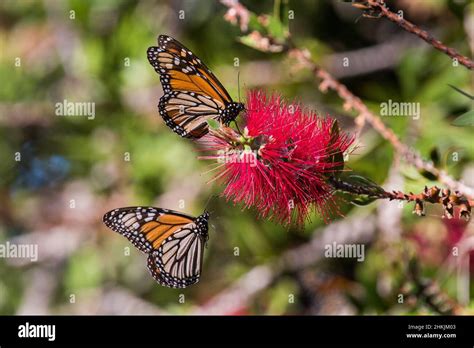 Pacific Grove Monarch Butterfly Sanctuary Stock Photo - Alamy